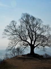 Seongheungsan Tree of Love