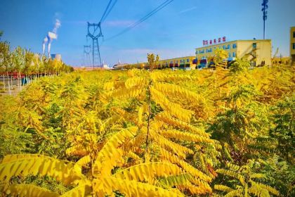 黄房子家宴新疆菜