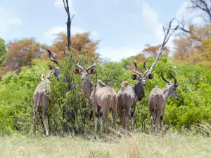 Cango Wildlife Ranch