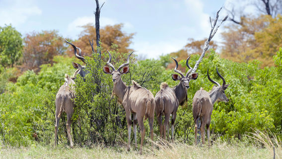 Cango Wildlife Ranch