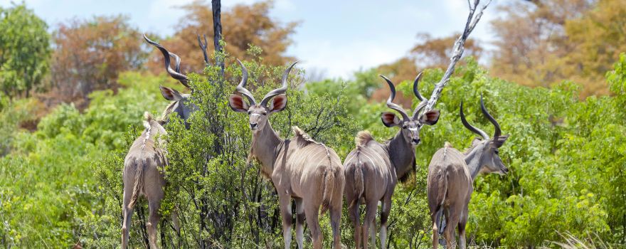 Cango Wildlife Ranch
