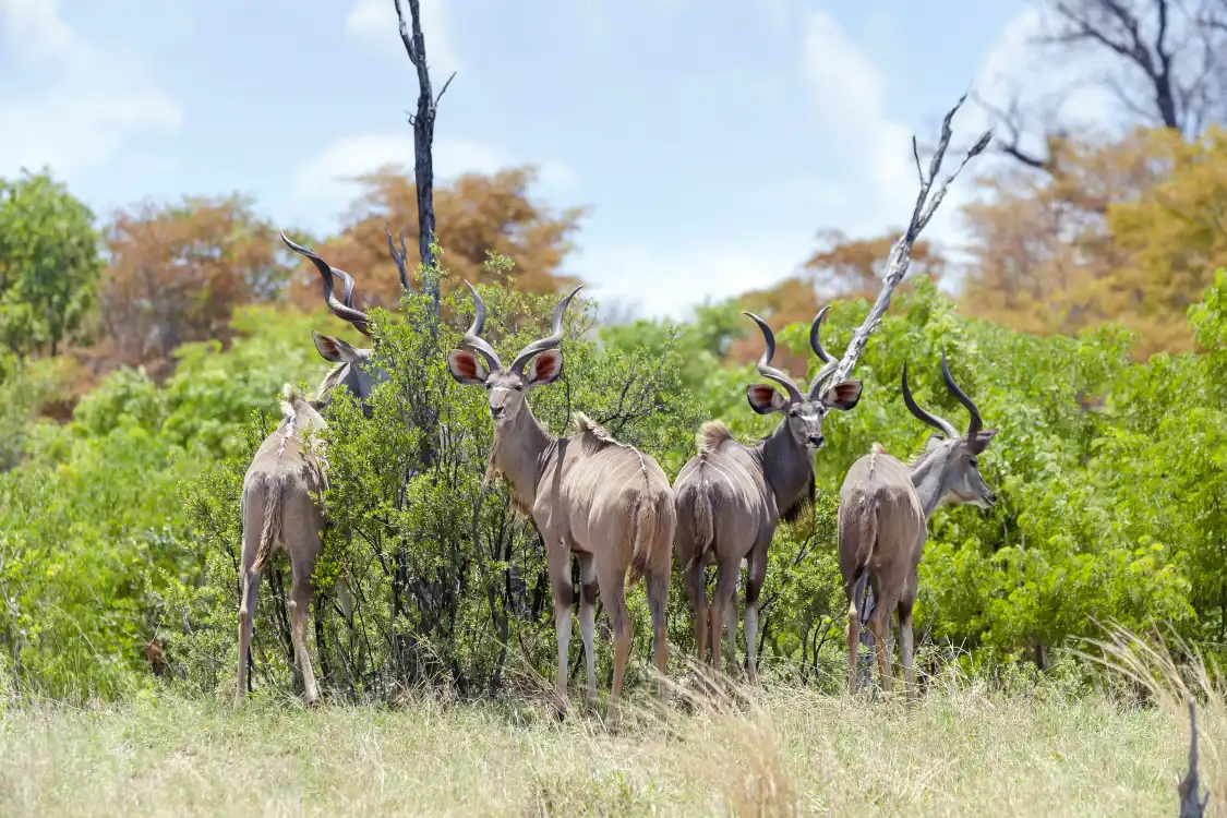 Hotels near Cango Wildlife Ranch