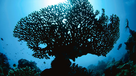 Dhigurah