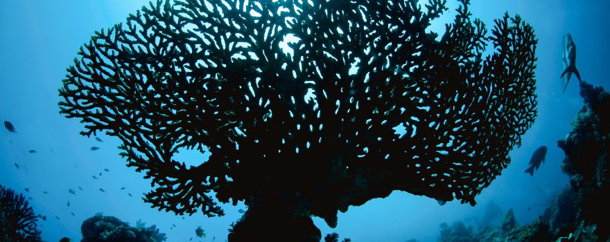 Snorkeling