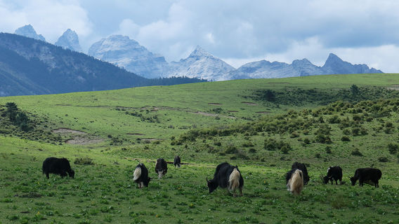Yulong