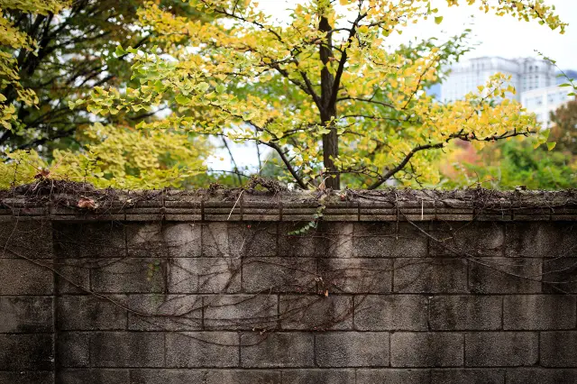 Ginkgo Trees in Seoul
