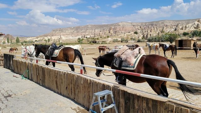 Cappadocia Horse Farm