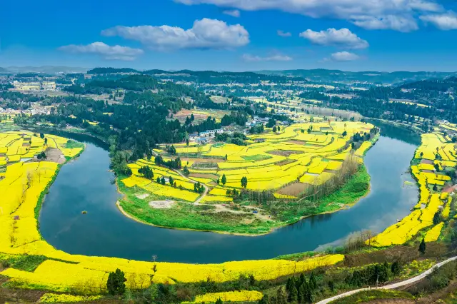Enjoying Rapeseed Flowers in Sichuan