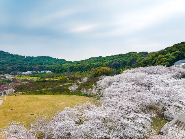 Cherry Blossom Viewing in Suzhou