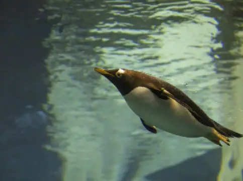 奧蘭多海洋世界水族館