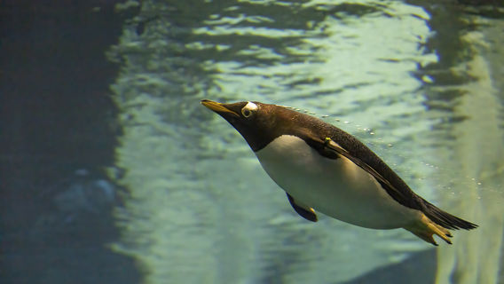 SEA LIFE 올랜도 수족관