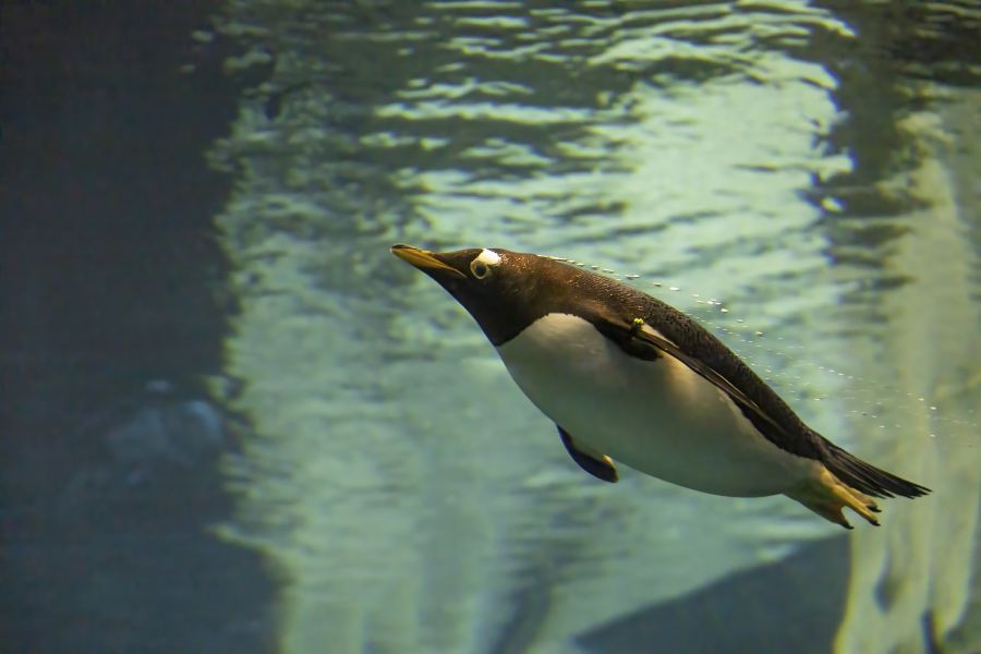 奧蘭多海洋世界水族館