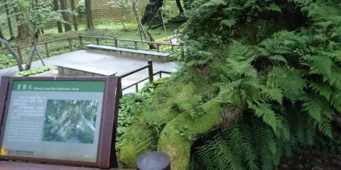 象鼻木