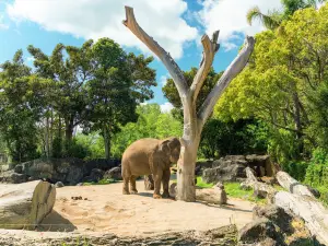 Auckland Zoo
