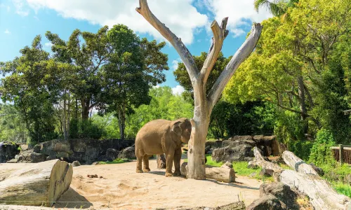 Auckland Zoo