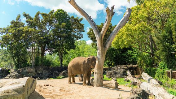 Parc zoologique d'Auckland