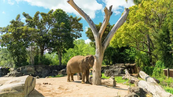 Parc zoologique d'Auckland