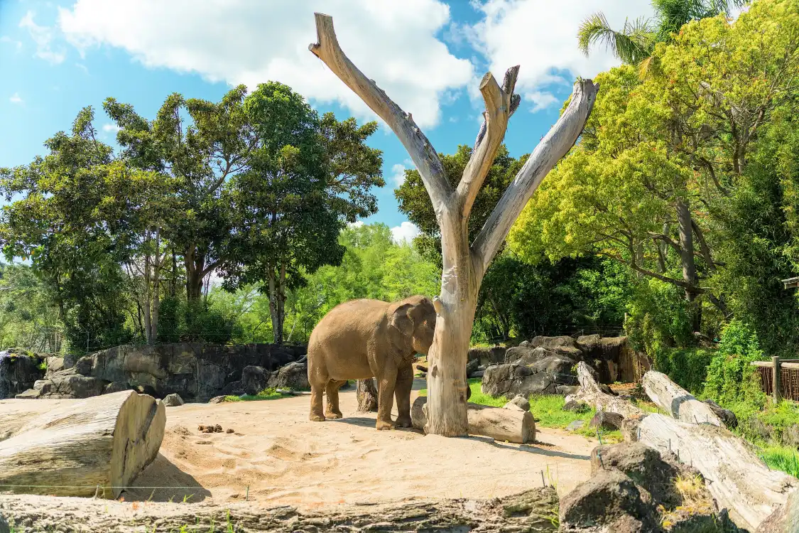 Hotels near Auckland Zoo