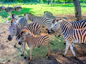 Casela Nature Parks
