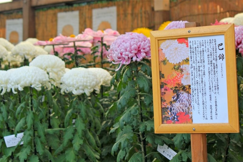 Chrysanthemum Exhibit at Sankeien 2025 | Sankeien Garden