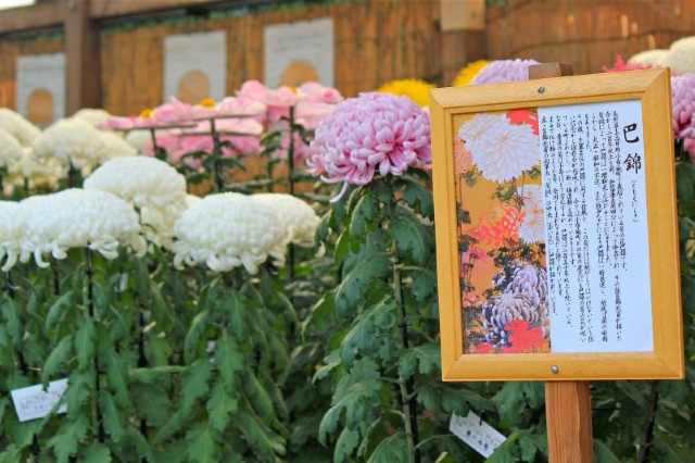 2025年三溪園菊花展 | 三溪園