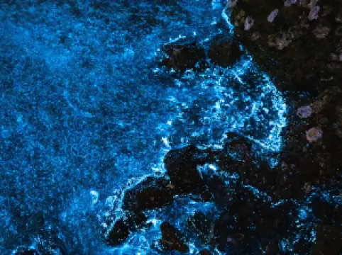 바이아 비올루미니센테