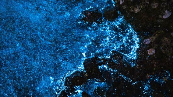 Bahía Bioluminiscente