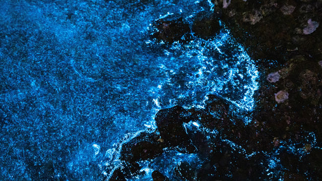 Bahía Bioluminiscente