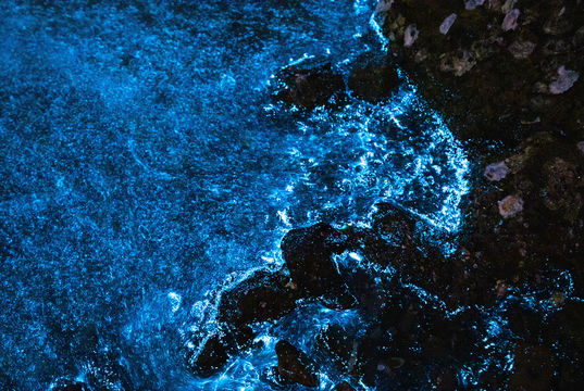 Bahía Bioluminiscente