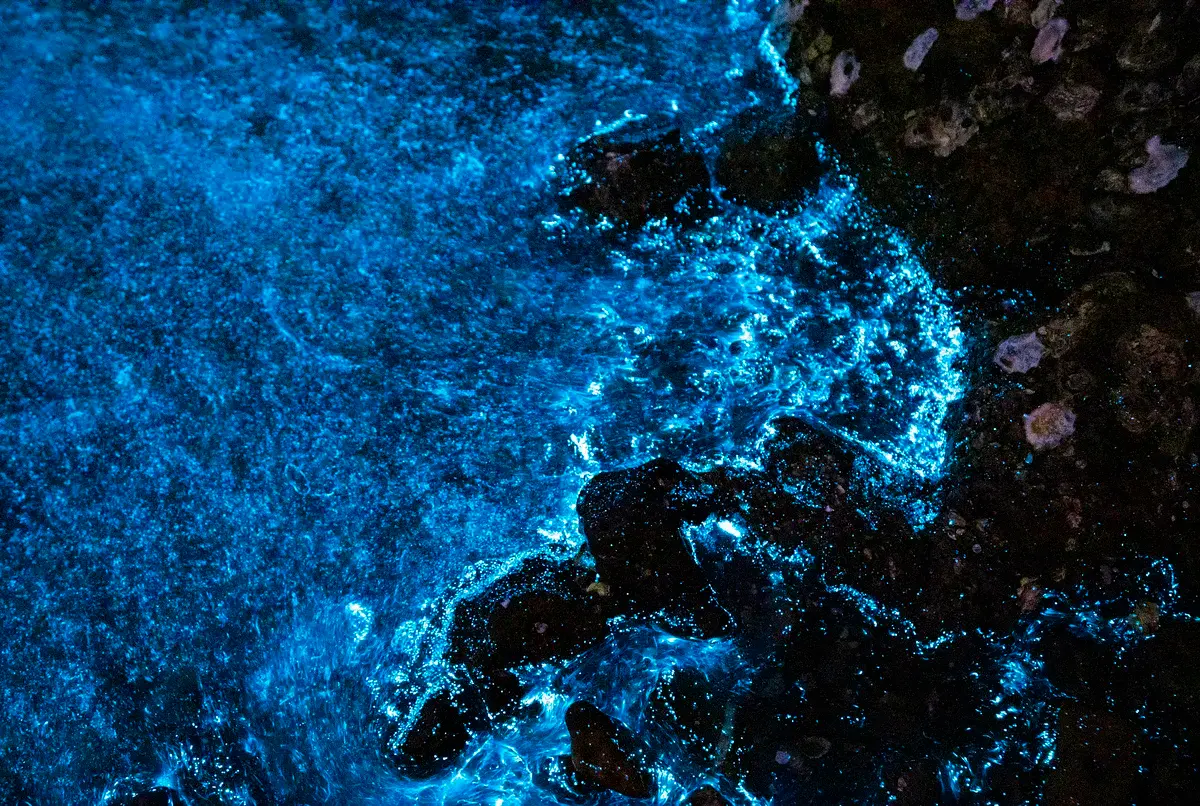 Bahía Bioluminiscente