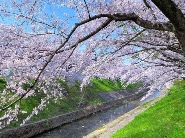 佐保川沿い〜