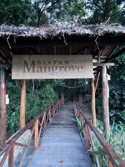 Bintan Green Mangrove Tour & Fireflies Night Tour