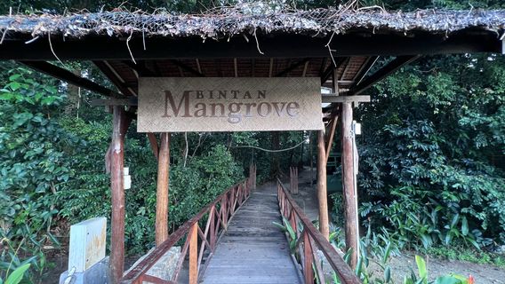 Bintan Green Mangrove Tour & Fireflies Night Tour