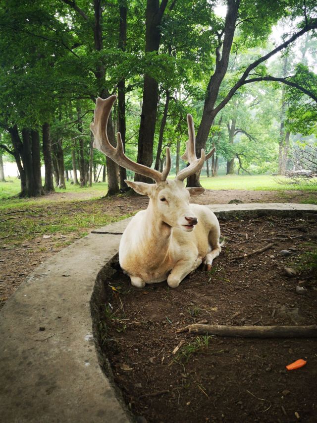 Pingshan Shenlu Tourist Area