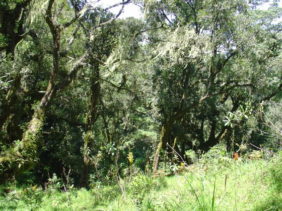 Zhejiang Wencheng Shiyang Forest Park