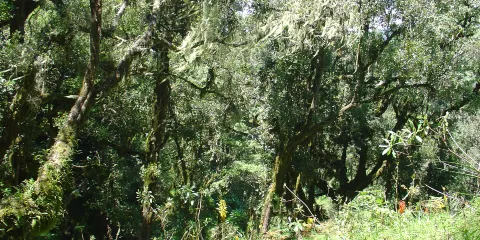 浙江省文成縣石垟森林公園