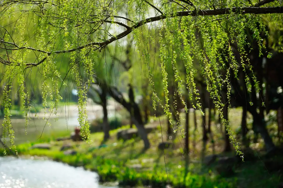 5_Gucun Park