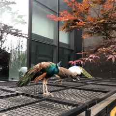 The Anandi Hotel and Spa Shanghai·mijingxicantingzizhucan User Photo