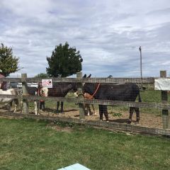 Rowdey Cow Farm Cafe & Ice Cream Parlour User Photo
