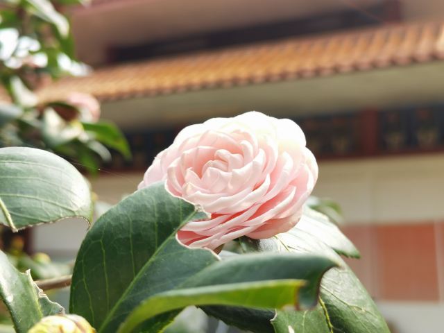 Guangdong Shenguangshan Forest Park