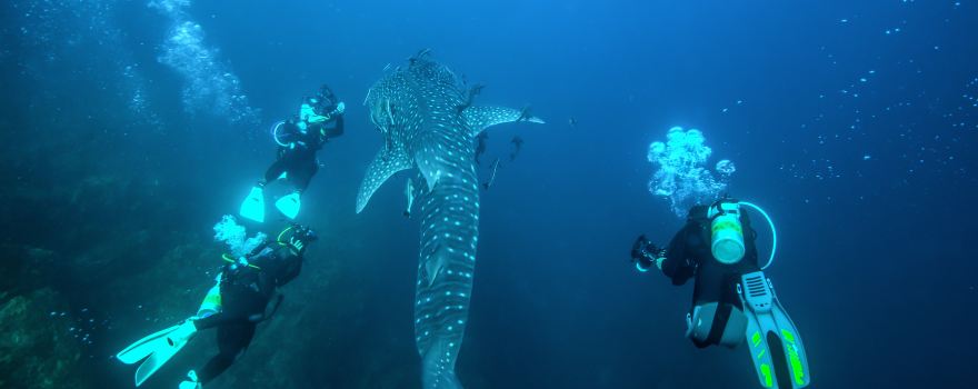 Ocean Dive Centre