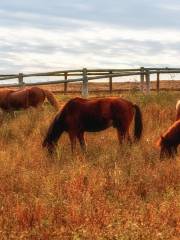 Racecourse (Mulan Grassland)