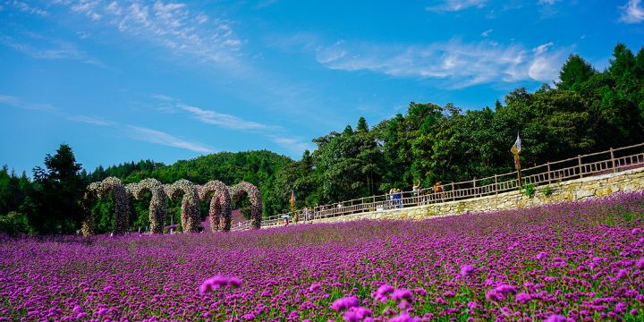 Yesanguan Forest Flower Sea