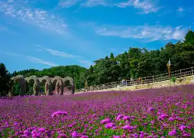 Yesanguan Forest Flower Sea