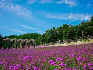 Yesanguan Forest Flower Sea