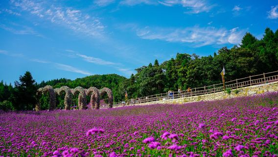Yesanguan Forest Flower Sea