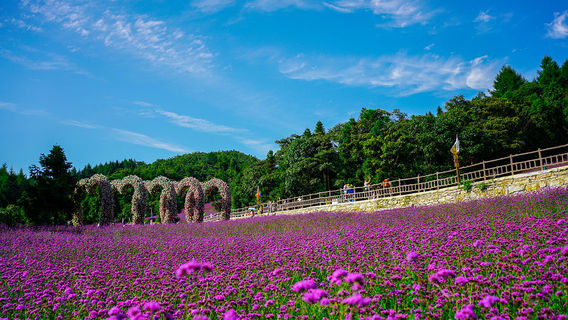 Yesanguan Forest Flower Sea