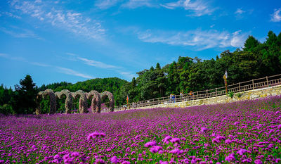 Yesanguan Forest Flower Sea