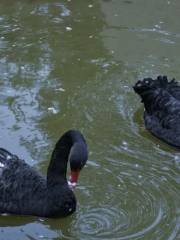 獨山子東湖動物園