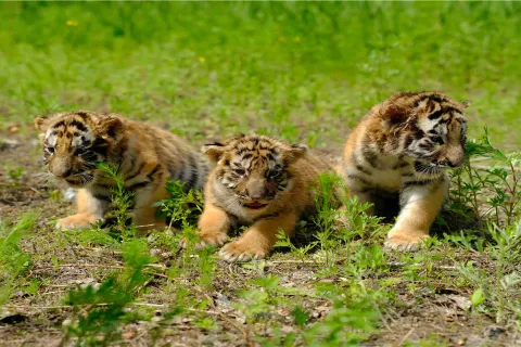 Siberia Tiger Park